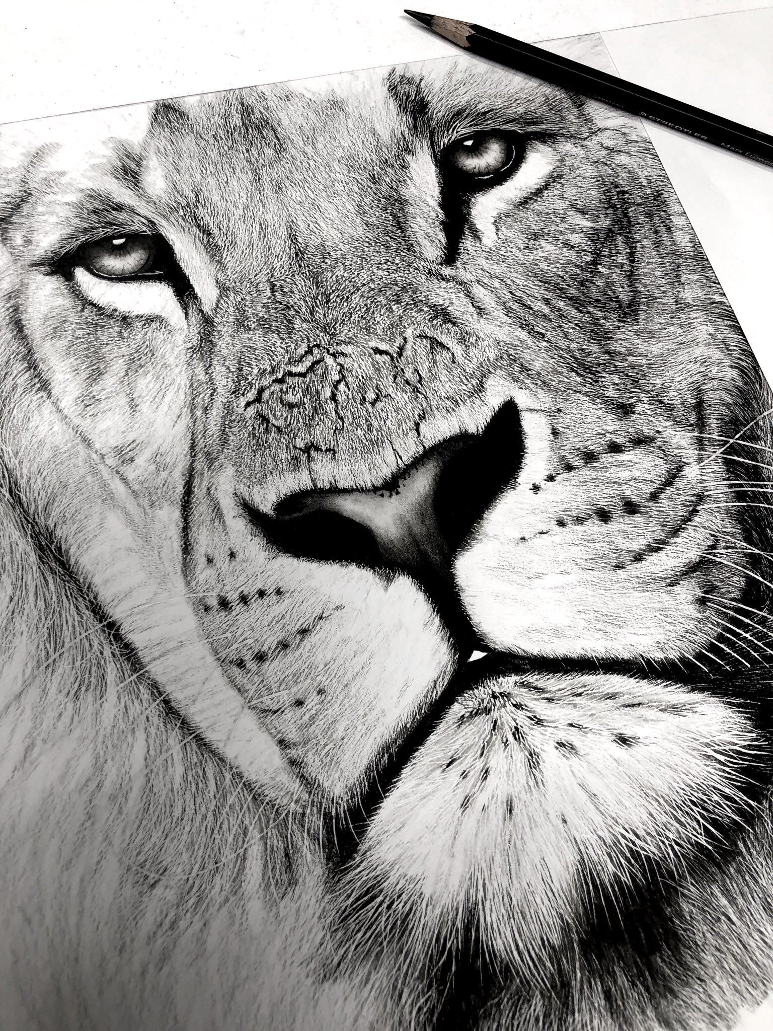 松田辰也 V Twitter サイズでライオンの鉛筆画 色鉛筆で描いたライオンよりもタテガミを入れて小さめで描いています