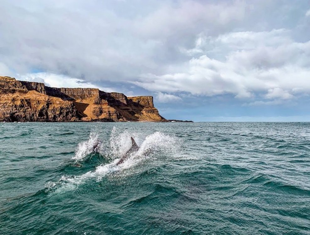 VisitCauseway's tweet photo. One lucky Instagram user managed to get up close and personal with these little beauties yesterday morning!

Have you ever been lucky enough to see dolphins in the wild? 😊🐬

📸 : islandervisual (Instagram) https://t.co/eO3ntxcs2I