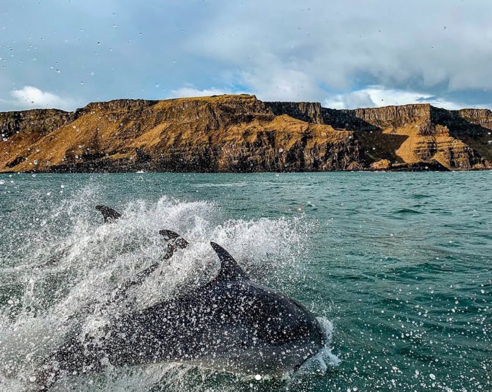 VisitCauseway's tweet photo. One lucky Instagram user managed to get up close and personal with these little beauties yesterday morning!

Have you ever been lucky enough to see dolphins in the wild? 😊🐬

📸 : islandervisual (Instagram) https://t.co/eO3ntxcs2I