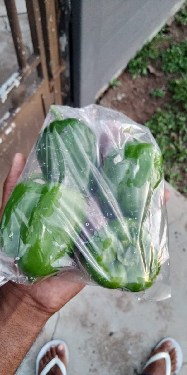 Getting ready for the door to door.🚪🚪🚪🌱🌱🌱. Fresh produce.
@farm_somkhanda  #youthinagriculture #greenpepper #agriculture #farminginsouthafrica #kznfarmers #farmersmarket #farmersassociation #youngfarmers #kznfarmersclub #agriculturesouthafrica #redpeppers #yellowpepper