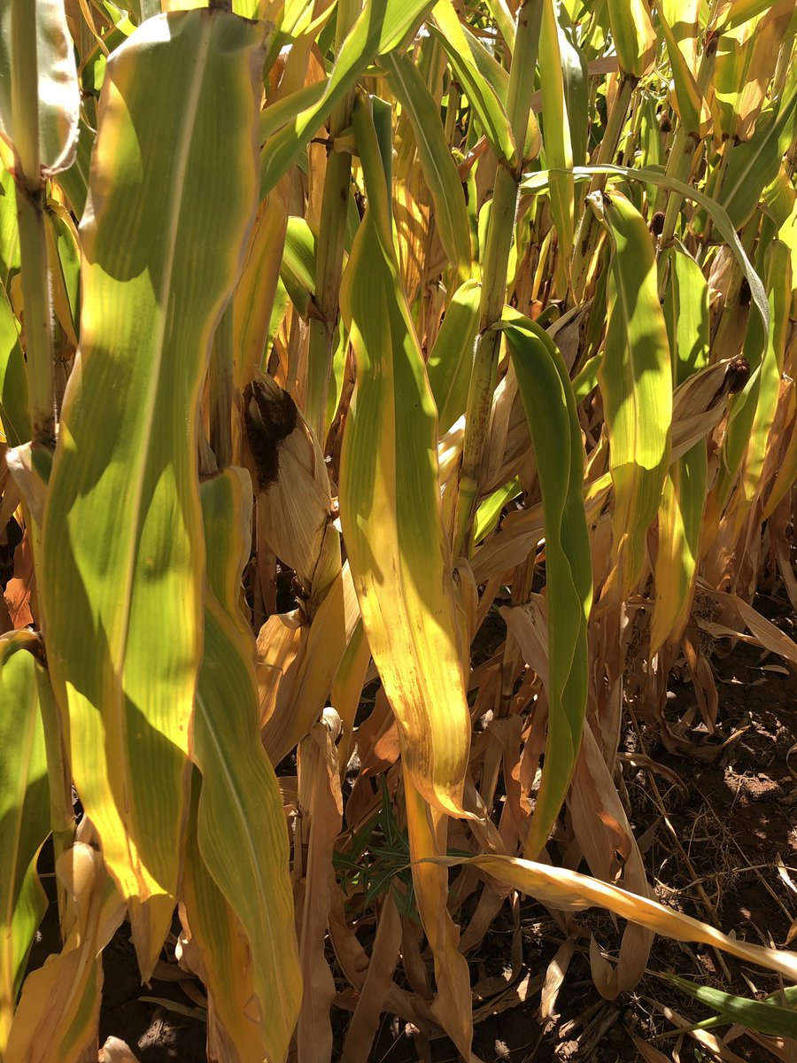 Maize side by side. Guess which one had 200L/Ha of #UAN applied via <a href="/spot_on_ag/">Spot On Ag</a> #Ydrop at tasseling? 
#maize #liquidfert #nutrientsolutions