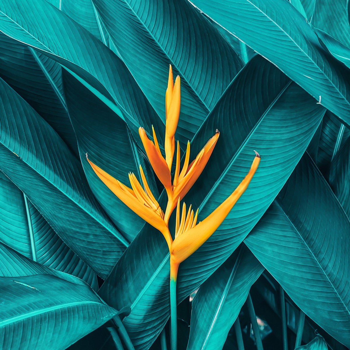 everpixapp's tweet photo. Today is a good day to change the #wallpaper 👌🏻😏😍 #wallpapers #iphonewallpapers #iphonewallpaper #background #backgrounds #bestbackground #bestwallpaper #iphone_wallpaper #iphone_wallpapers #everpix #everpixlive #livewallpaper #contrast #abstractart #abstarct #brightbackground https://t.co/4XYPcKED2G