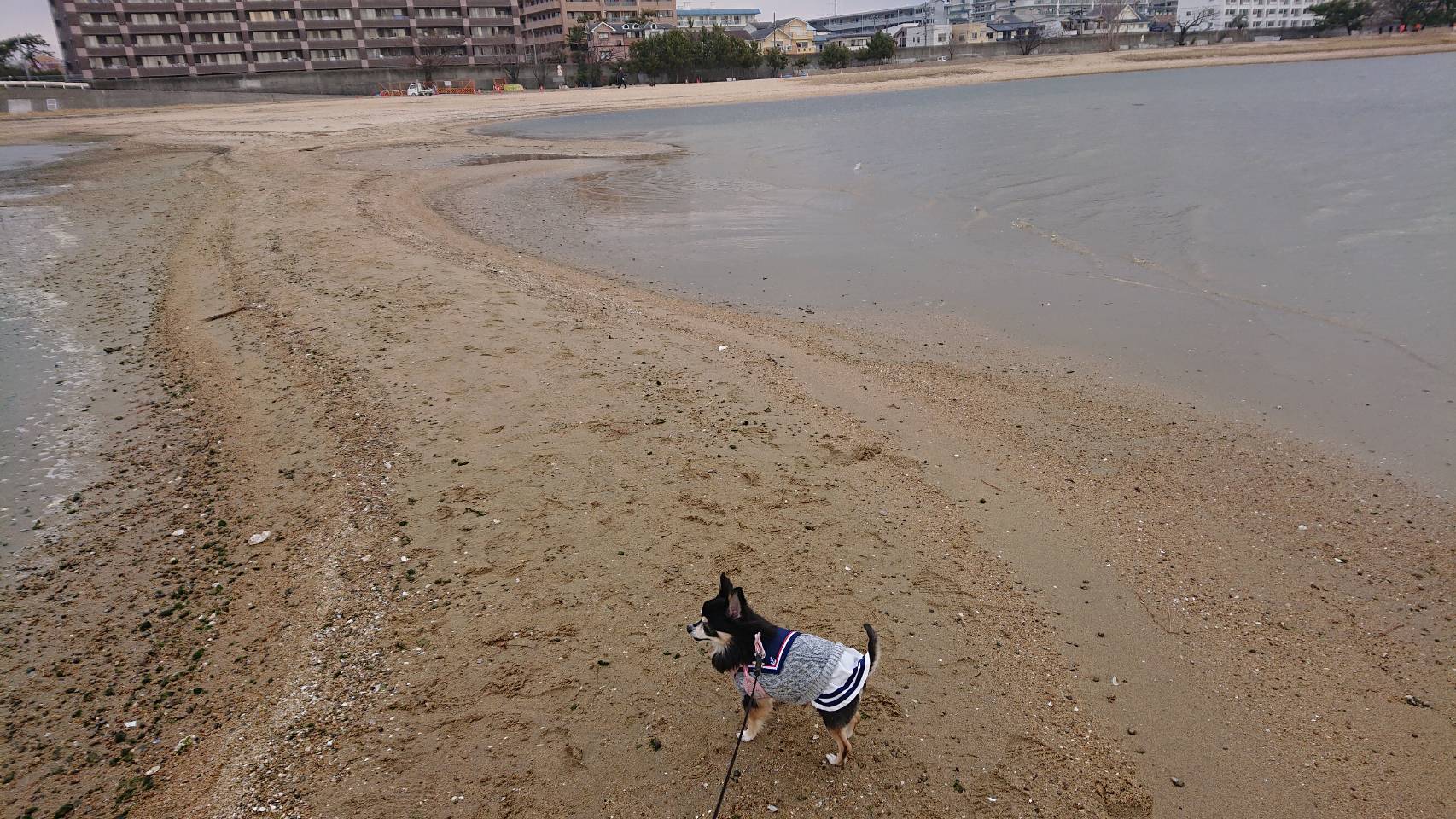Caoli 土曜日 久しぶりに徒歩でのお散歩ロングコースへ 元気に頑張って歩いてたんだけどなぁ 体冷やしたかな 現在下痢でトイレシートを敷き詰めたゲージ内にずっとin 朝少し食べたけど 絶食するか 元気そうなのが救いです 早く落ち着き