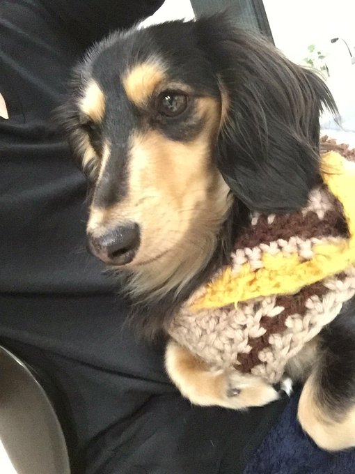 我が家のワンコ君のtwitterイラスト検索結果 古い順