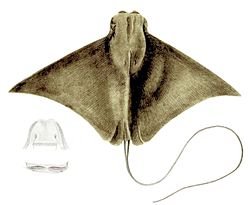 SANCORcommunity's tweet photo. #PhD Studentship offered by @KznSharks @go2uj @StellenboschUni 

Study the impact of #shark nets and other factors on #batoid population sizes.
#geneticbottleneck https://t.co/w51Hzz9JYq https://t.co/mSpXhCWP8Y