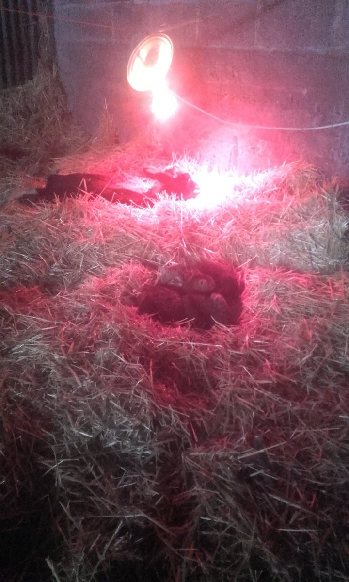 The feckin cats don't miss a trick.