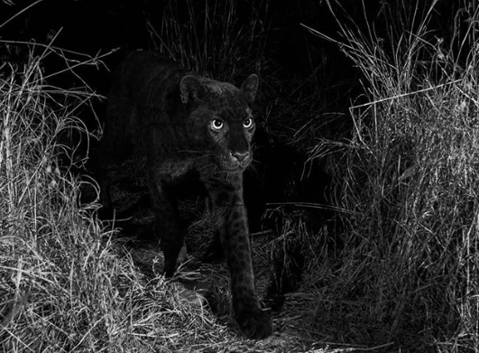 Des photos rarissimes d’une panthère noire aperçue au Kenya

cheese.konbini.com/photographes/p…