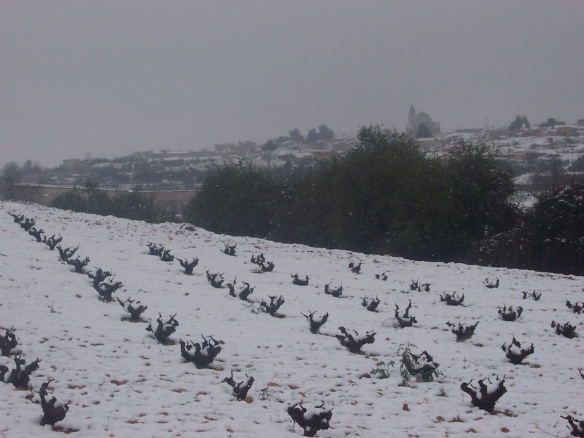 Wine is sunlight, joined by water ❄🍇