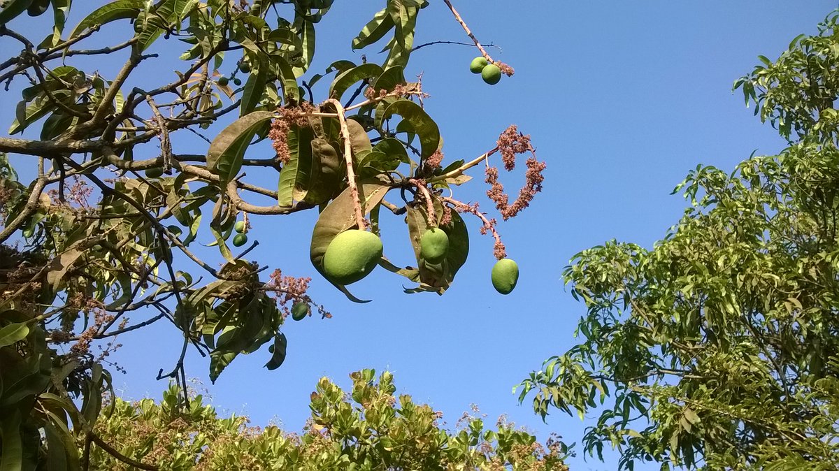 Developing fruits of Alphonso mango, seen in mango orchards at & around Dapoli. As recommended by Agriculture University some farmers give irrigation to such mango trees. #AlphonsoMango #Horticulture #MangoFarmers #MangoCultivation #Konkan #Dbskkv