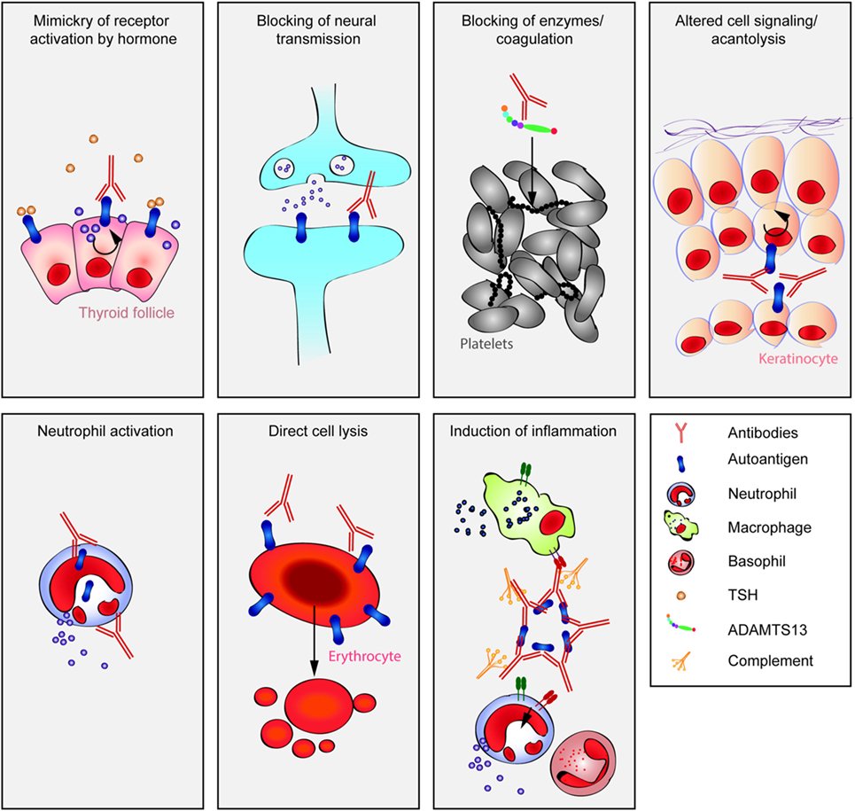 advancing artificial intelligence through biological process