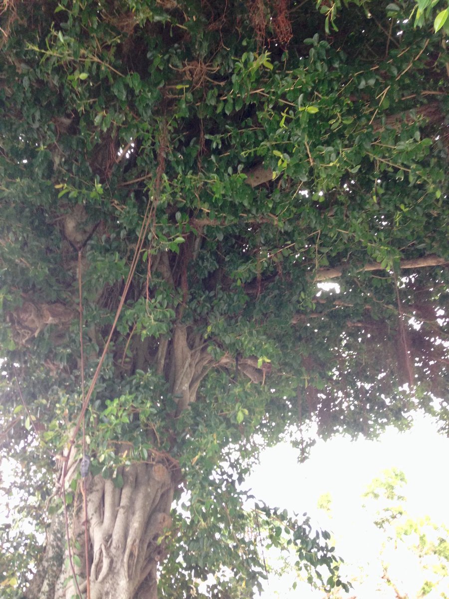布 枕 団 ガジュマルの樹は なるほどキジムナー 木の妖精とか精霊とかそんな存在 の住処だね キャンプ地で撮った野球以外の写真のタグ