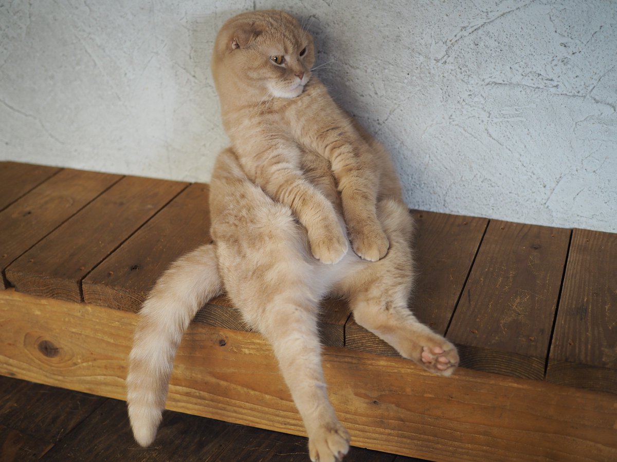catbot3141's tweet photo. 美猫の名物猫（かも）スコティッシュのてんまくん
人間みたいな座り方やな君
＃猫　＃福岡　＃猫カフェ美猫 https://t.co/CHUriAqPh9