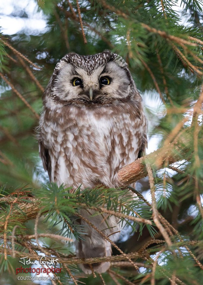We hope you are sitting down - Tengmalm's Owl on #Shetland today, sent to us by John Coutts #Mega