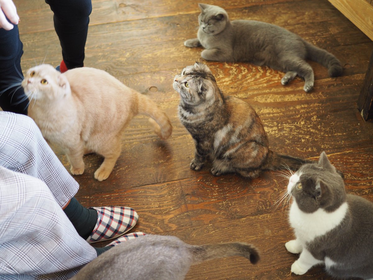 catbot3141's tweet photo. みんな眠りこけてたのに餌が来たらこれである
＃猫　＃福岡　＃猫カフェ美猫 https://t.co/ZFoJ7bIysW