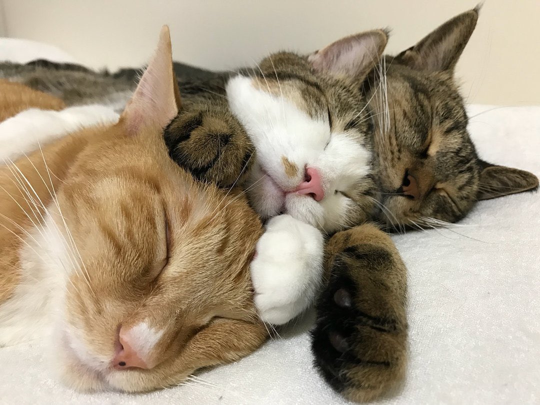 동생이 인터넷에서 봤다고 보내줬는데 힐링된다