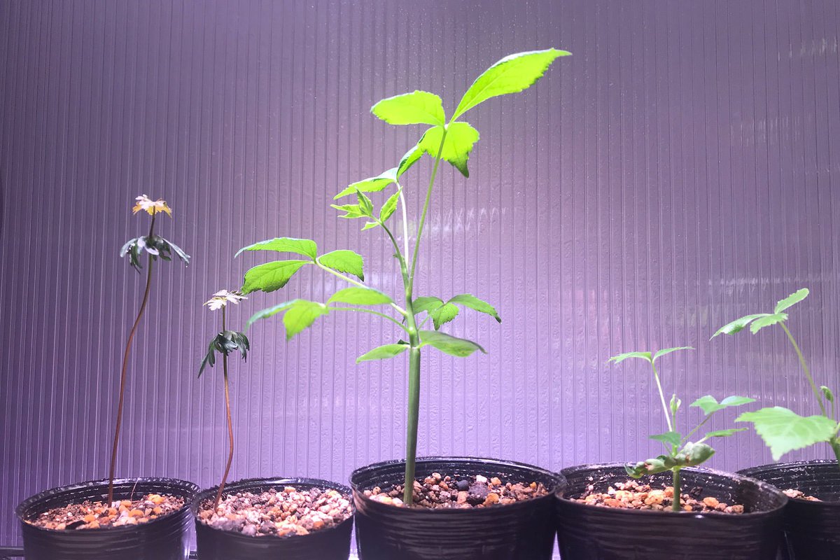 Pachypodiumgracilius Twitter Search