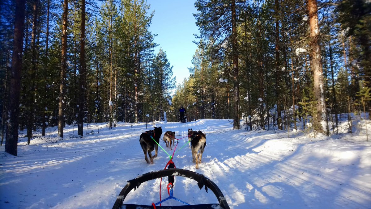 Schoolswwide's tweet photo. The group in Finland this week from QEH Bristol (@QEHSchool)  have been having a great time in the Finnish wilderness so far - dog sledding, snowshoeing and learning winter survival skills! https://t.co/gUJAeb4Zrc