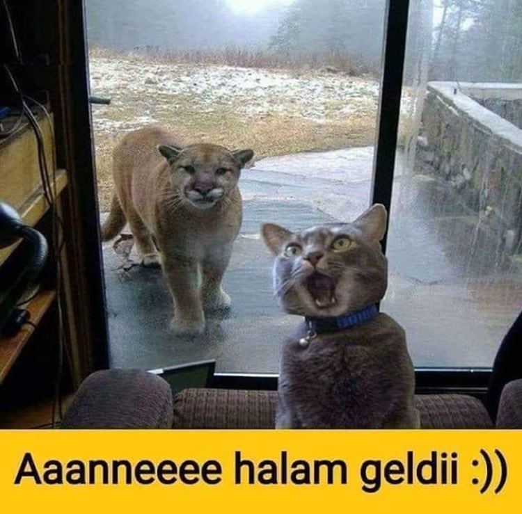 Hala?(babamın kız kardeşi)