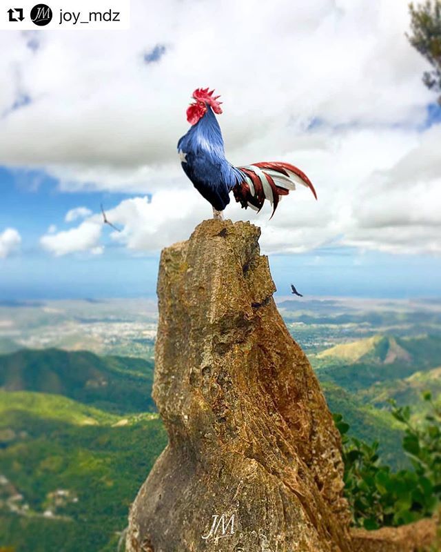Hope4PuertoRico's tweet photo. Hello, good morning. Good morning, hello. 
#Repost @joy_mdz: Porque mi Gallito canta más que el tuyo! #paquetulosepas 🐓🇵🇷
.
#yauco#whateverpr #crisisisland #tiratepr #ruteandomiisla #prvive #TGLPR #puertoricoholic #amomiisla #turismopr #islaestrella … https://t.co/EYpEHjYSE6 https://t.co/55TvzerQ9B