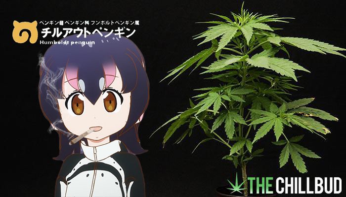 グレート西郷 On Twitter アニメキャラが大麻やってるコラ 他人に