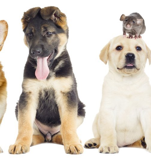 MyTrendGlobal are your one stop shop for the whole family. 
Check out today's showcase brand - MyTrendPet, featuring a wide range of products to keep your precious pet pampered.