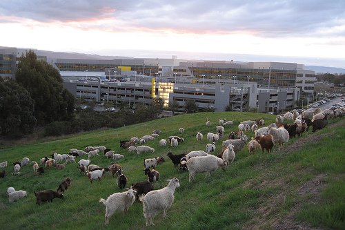 VersteegLloyd's tweet photo. Voor de verandering een niet-technisch feitje over #Google!

#WistJeDat: Google ieder jaar een herder met 200 geiten inhuurt om hun gras te komen "maaien"? De gedachte is voordeliger &amp; duurzaam onderhoud, en het heeft een ontspannen effect op werknemers. #GoogleGoats #TrueStory https://t.co/LfuNbPyPTh