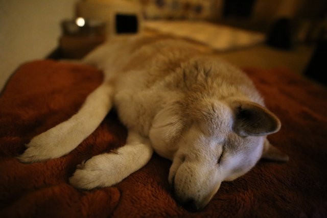犬のしっぽ tweet media