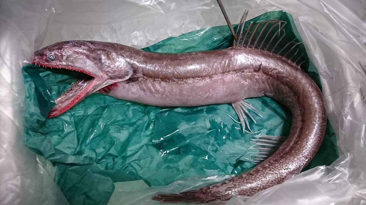 みんなで大きな口の魚を描こうの会 みんなで大きな口の魚を描こうの会
