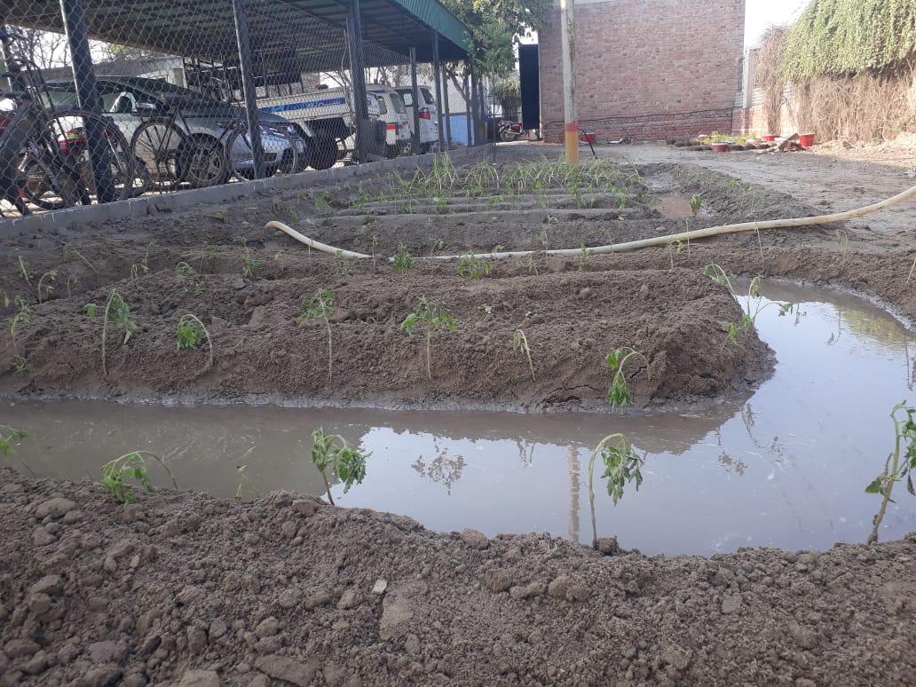 sandhu202's tweet photo. By going back to pure nature stepping towards the concept of kitchen gardening to produce fresh vegetables in a sustainable & affordable way which are perfectly healthy and naturally delicious Shared some baby plants to IL Spinning for kitchen gardening
#TeamGIP
@Tloop25 @EoKhan https://t.co/PVymVu561A