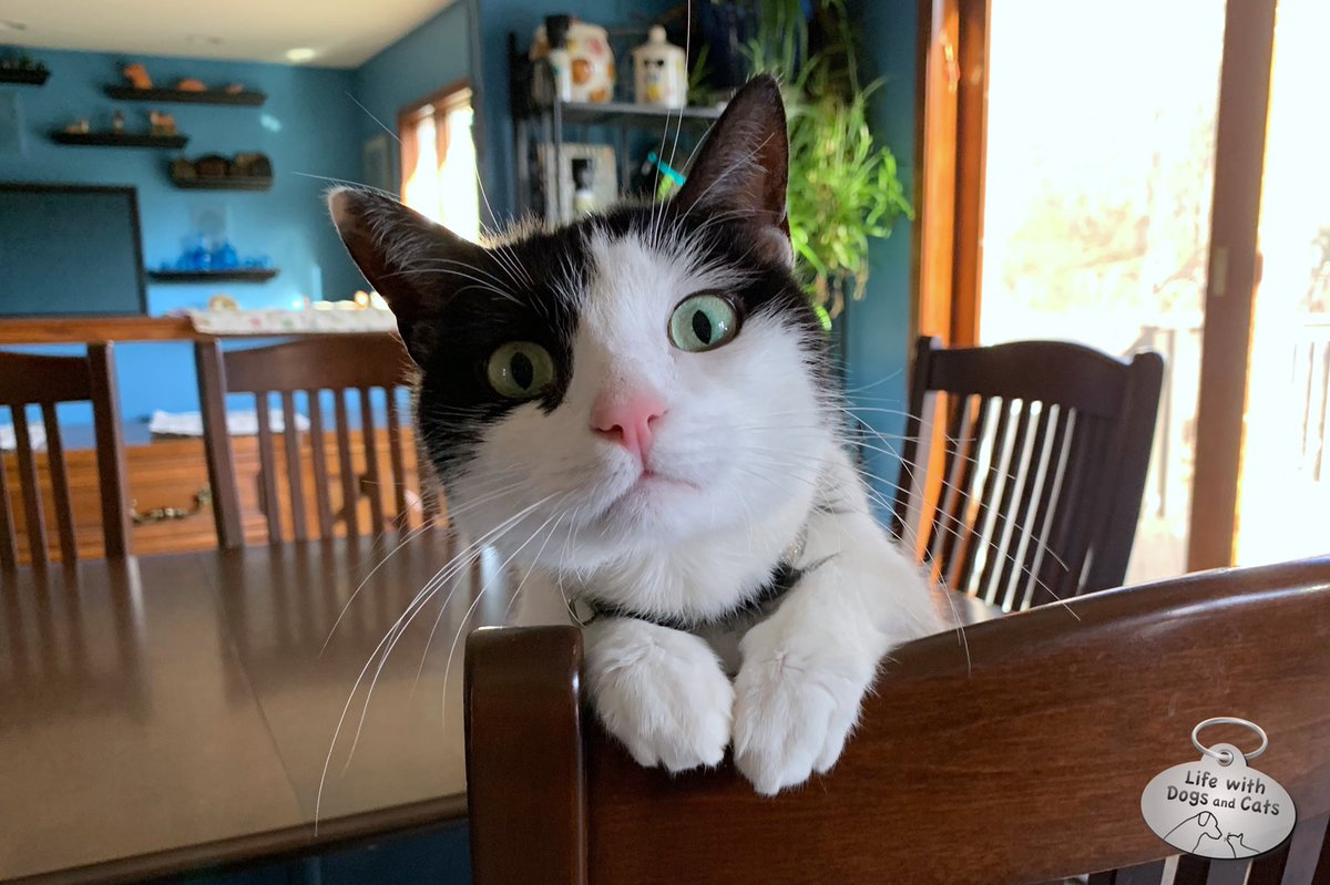 WithDogsAndCats's tweet image. Elsa Clair, kitchen supervisor. I’m probably preparing breakfast incorrectly. Or at the very least, way too slow. #youredoingitwrong #kitchenhelp #catsupervisor #cat