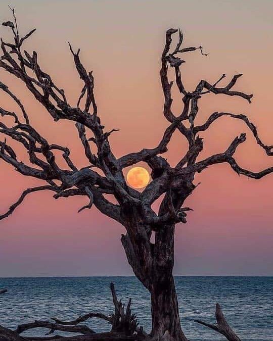 Corsica. .😍 a luna rossa chi spunta   , un arburu scurticatu , u mare turchinu.. A natura Corsa. . 😍😍 what else ? 😀