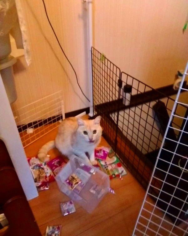 わるにゃん わるにゃん