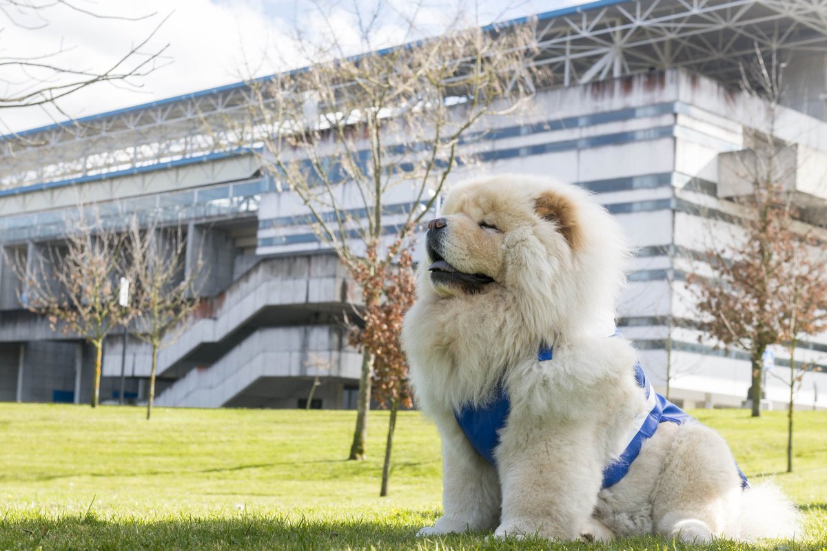 Muy atentos hoy a nuestro canal <a href="/YouTube/">YouTube</a> #RealOviedoTV... 🔜📺💙🐶 ¡Estrenamos chubasqueros para mascotas oviedistas! #RealOviedo
