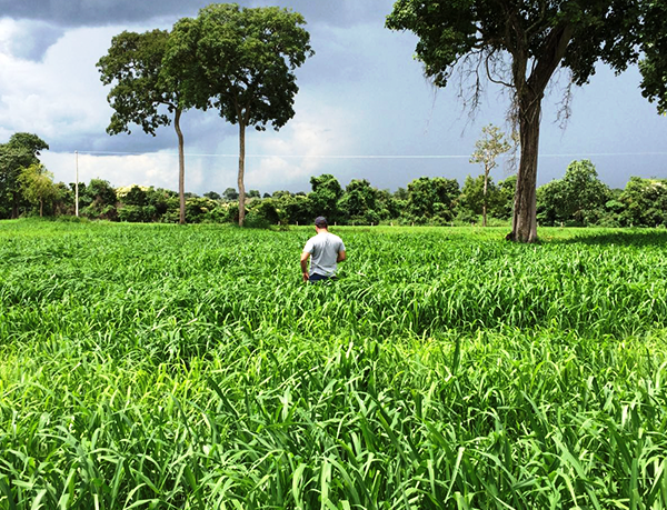 OPemanSemillas's tweet photo. 👩🏫 #PanicumMaximum cv #ZURI
🌱ALTA TOLERANCIA AL HONGO BIPOLARIS 👏💪
🌱excelente calidad nutricional
🌱muy buena producción
👉Consultanos!! https://t.co/gojSWQz1l9
#sabemosdepasturas https://t.co/tPWqcIX3SW