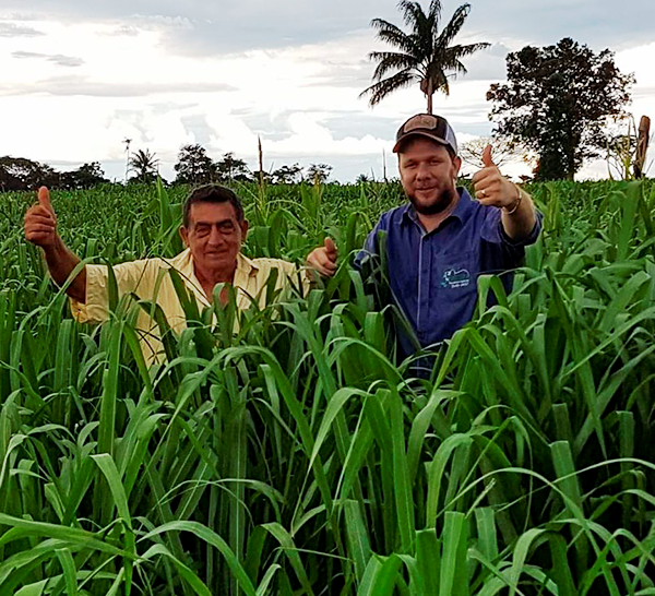 OPemanSemillas's tweet photo. 👩🏫 #PanicumMaximum cv #ZURI
🌱ALTA TOLERANCIA AL HONGO BIPOLARIS 👏💪
🌱excelente calidad nutricional
🌱muy buena producción
👉Consultanos!! https://t.co/gojSWQz1l9
#sabemosdepasturas https://t.co/tPWqcIX3SW