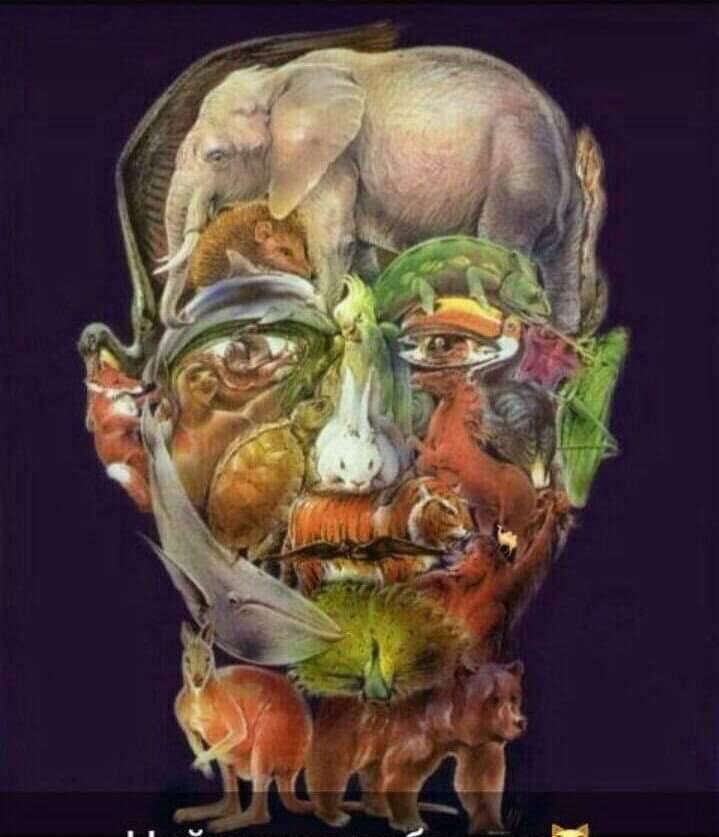 اين الجمل في الصوره