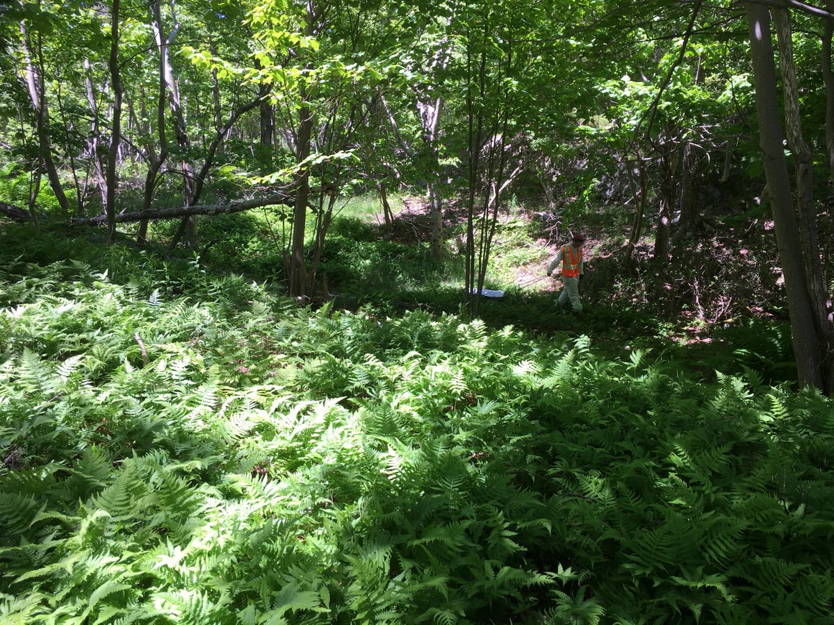 PLT_Canada's tweet image. Can you spot Corey? 👀 

As a #WildlifeBiologyTechnician with the @UNBForEM, Corey sampled sites for #blackleggedticks by dragging sheets through the 🌲🌲and picking them off periodically to monitor their expansion in NB forests. 
#PLTCanada #GreenJobs #Student #LymeDisease
