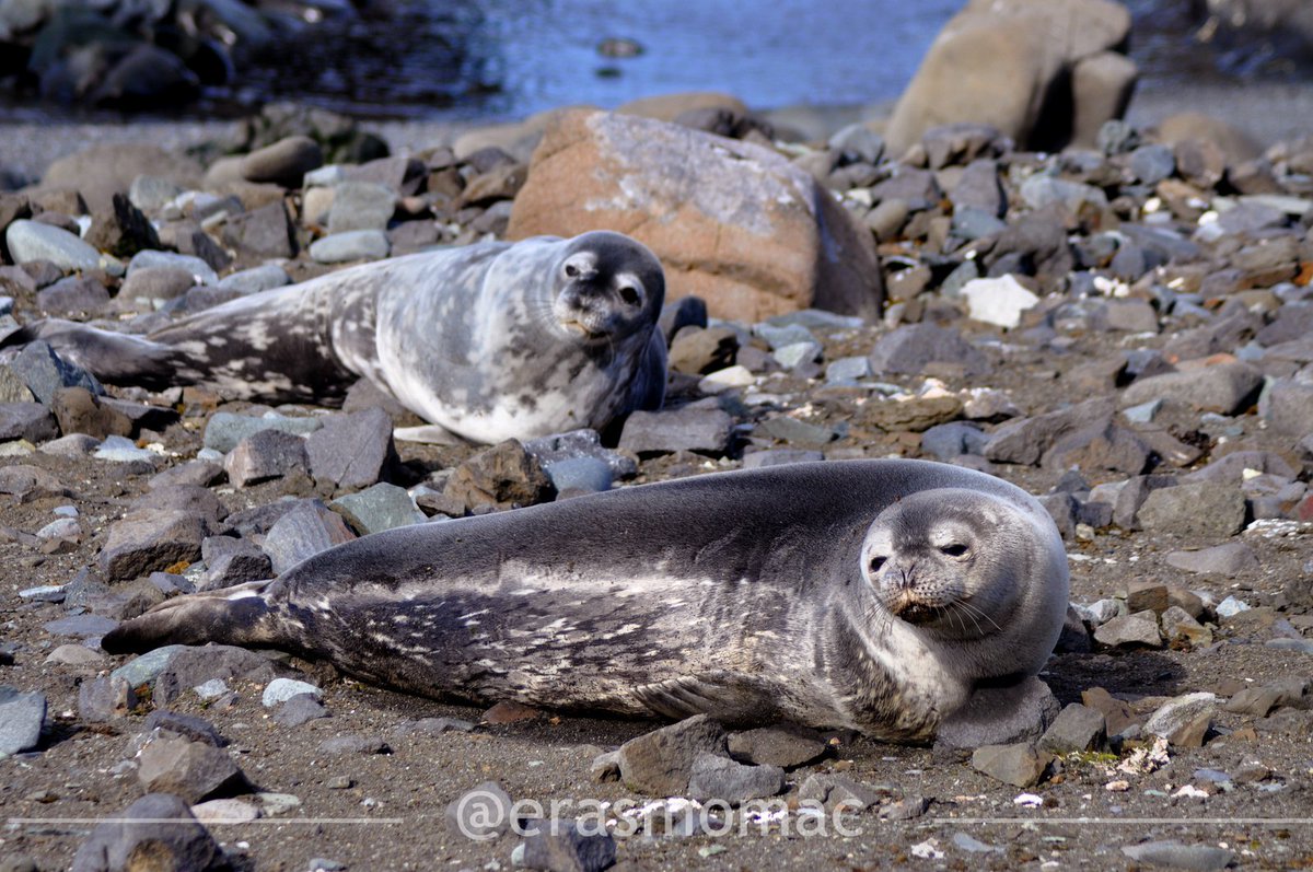 erasmomac's tweet photo. Cuando vas al intermaeal y......... Foca de Weddell - Weddell seal (Leptonychotes weddellii) King George Island, South Shetland Islands, Antarctic Peninsula. #KGI #AntarcticaIDEAL #ECAIDEAL2019 #ECA55 #AlgaLabECA55 #Phocidae ❄️🇦🇶👍 https://t.co/v3evqiq1qO