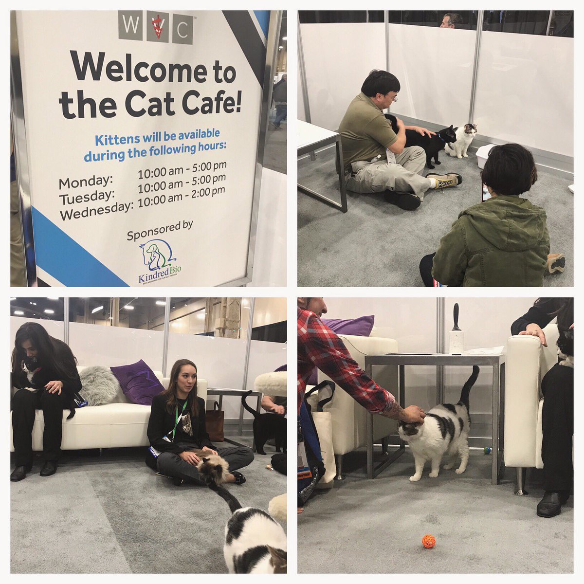 ViticusGroup_AH's tweet image. The Cat Cafe is open for business! Thank you to @KindredBio for providing a place for both kitties and humans to relax this year. #WVC2019 #ItMattersWVC