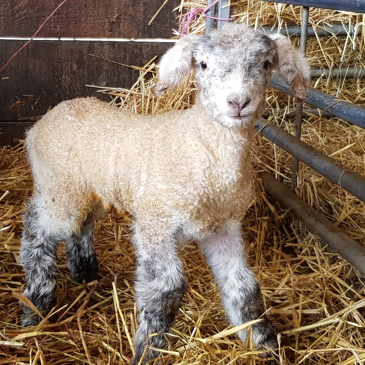 VickyDimond_97's tweet photo. Little lamb thinks she a piglet lol #LamlacLambing19 #lambing19 #sheep365 #teamlamb https://t.co/axUMvhxMfL