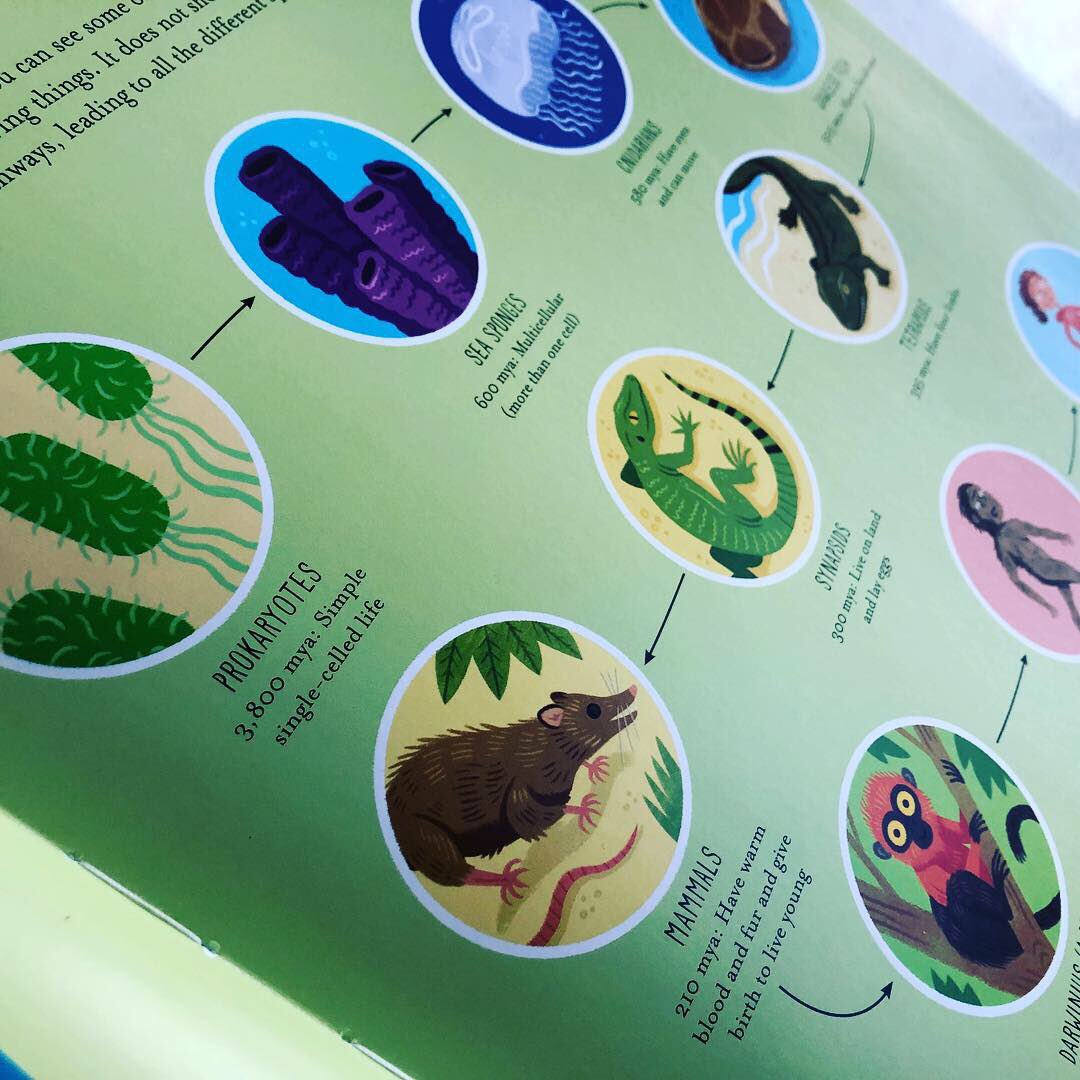 bookgiftblogger's tweet photo. An exploration of evolution, perfect for 9-12 years #AmazingEvolution by @AnnaClaybourne &amp; #wesleyrobins is a thoughtfully presented and engagingly written piece of #nonfiction on such a huge topic. Out in April @quartokids https://t.co/ndi4BTWkRI