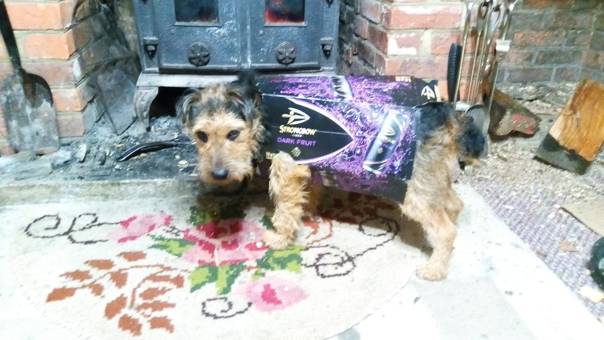 My friends dog named Ace .... come on, who doesn't love this pic?