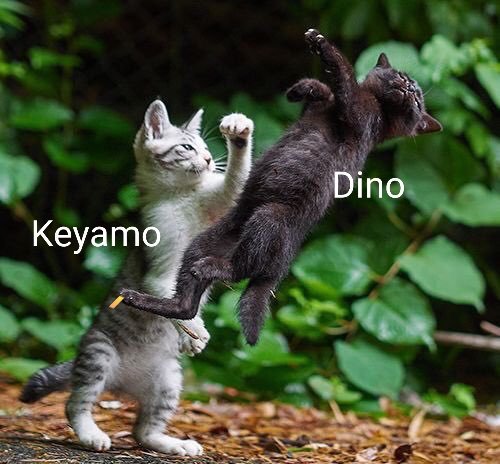 Uncle_Isah's tweet photo. Retweet for  Festus Keyamo , Like for  Dino Melaye
#Dino4Dinner #TheVerdict #SnatchAtYourOwnRisk https://t.co/yO8EPALr1e