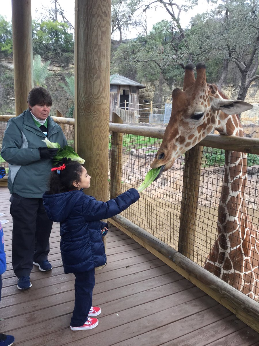 LizetteSmithK's tweet image. We finally made it out to the San Antonio Zoo. My Kinder Cubs were  troopers out in today’s cold weather. Thank you ⁦@SanAntonioZoo⁩ for the grant to attend and to all parent volunteers. #kindercubs #thisiscable #sanantoniozoo #fieldtrip
