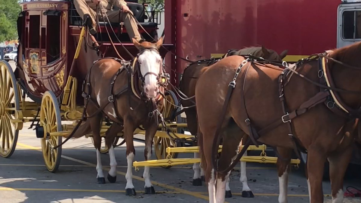 Whistleblower says iconic Wells Fargo horses were drugged and abused. <a href="/wsbtv/">WSB-TV</a> investigates today at 5: 2wsb.tv/2Sz0262