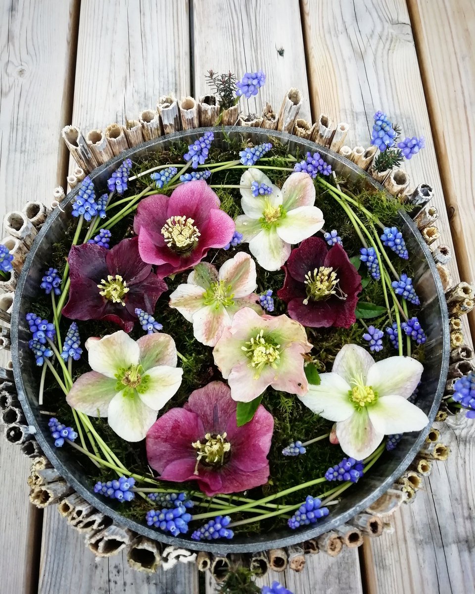 Bird's eye view of a #nofloralfoam arrangement. Muscari and #hellebore with dried hogweed stems as mini vases around the edge #springflowers #floraldesign #britishflowers #flowersfromthefarm #grownnotflown #workplaceflowers