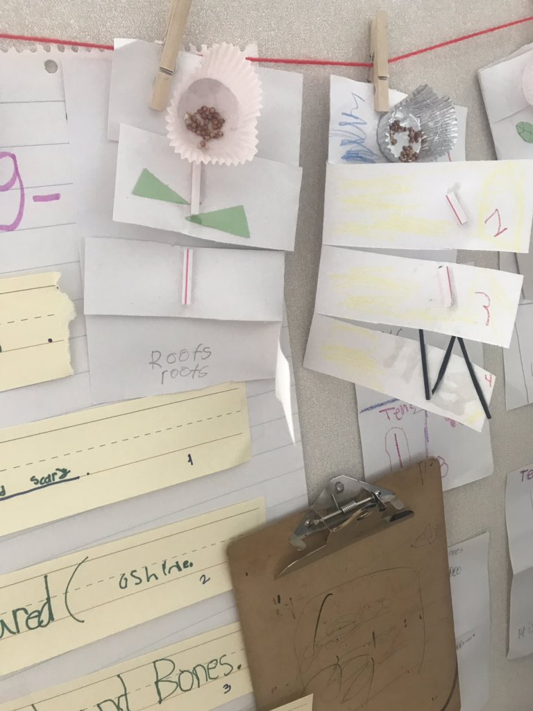 BThomassci's tweet photo. Parts of a plant hands on learning taking place in 1st grade @Horn_Dream_Big students are learning about the parts of a plant and it’s function in a plants survival @AliefScience https://t.co/wkXT6w96GI
