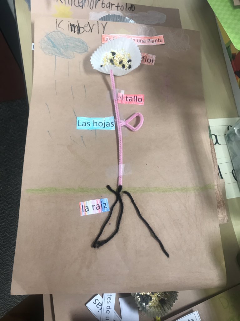 BThomassci's tweet photo. Parts of a plant hands on learning taking place in 1st grade @Horn_Dream_Big students are learning about the parts of a plant and it’s function in a plants survival @AliefScience https://t.co/wkXT6w96GI