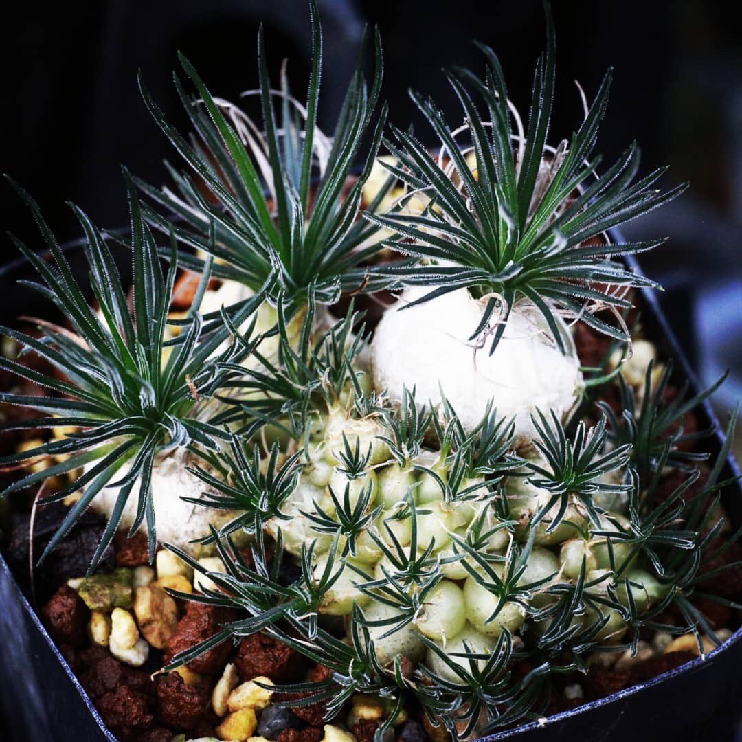 Ornithogalum #sardienii 採集番号:ES16055 採集地:RSA Oudtshoorn