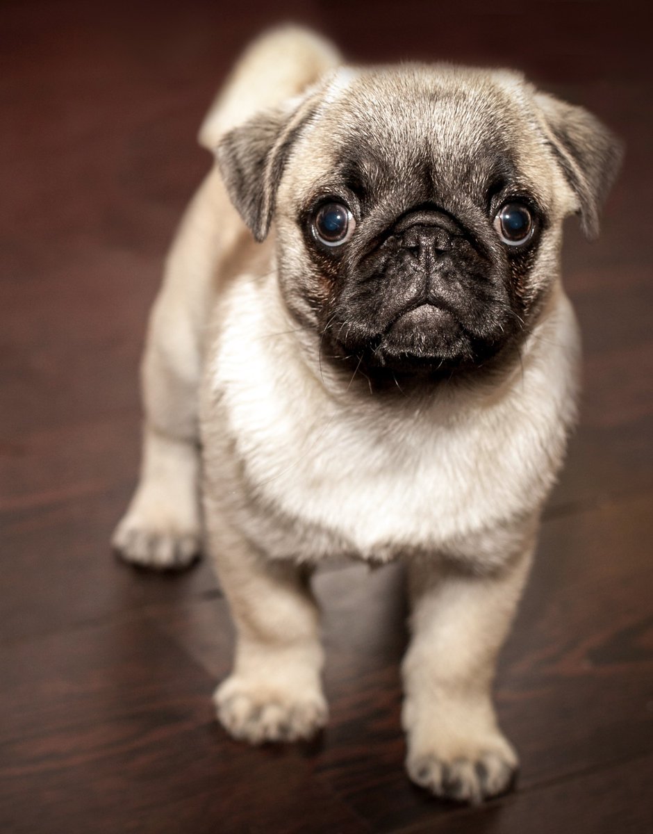 FgdDesign's tweet image. How about a puppy to cheer you up today?